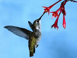 Google Launches New Algorithm Hummingbird
